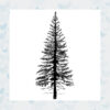 Lavinia Clear Stamp Fir Tree 1 LAV094