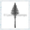 Lavinia Clear Stamp Fir Tree Nr2  LAV477